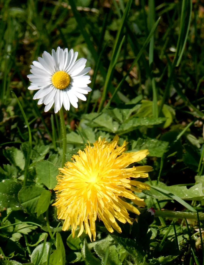 Der Blumenbeet-Hofstaat: Wer im Rabatten wirklich das Sagen hat