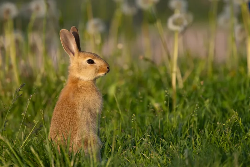 Grünflächendebatte im Ehrenamt: Das offizielle Wahlprogramm der Freien Wildkräuterunion